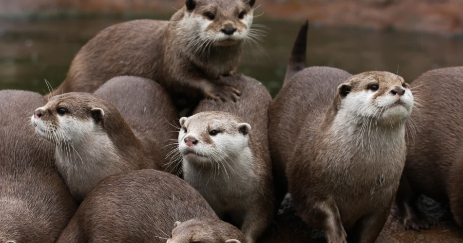 Best Places to See Wildlife in Morro Bay for Nature Lovers