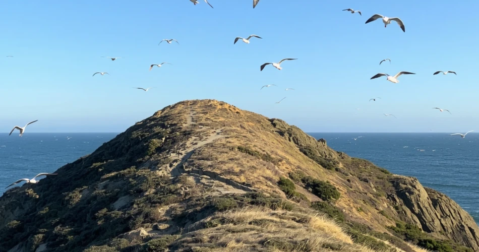 Best Places to See Wildlife in Morro Bay for Nature Lovers