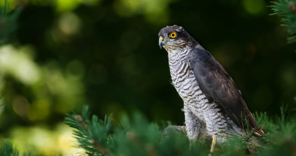 Best Places to See Wildlife in Morro Bay for Nature Lovers