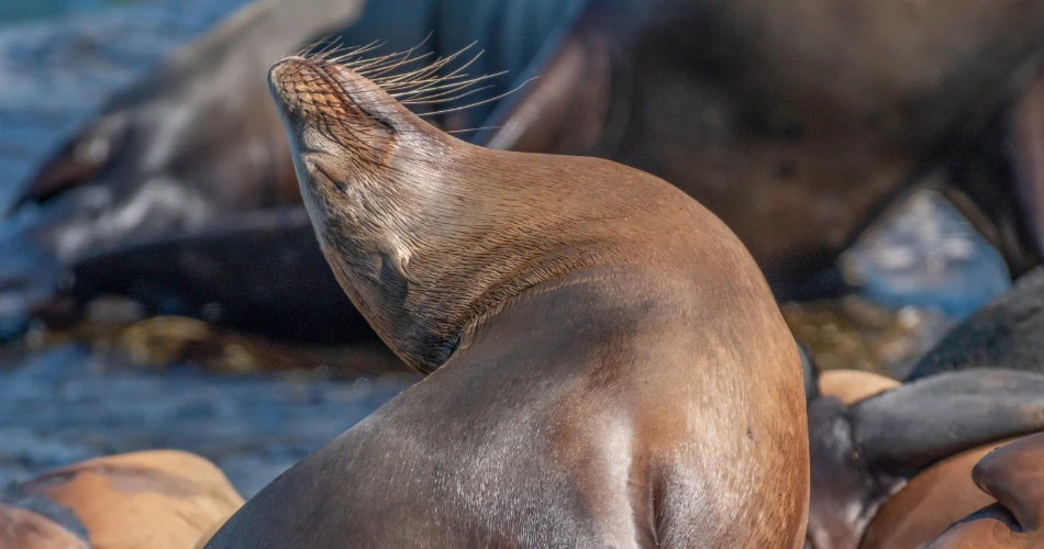 Best Places to See Wildlife in Morro Bay for Nature Lovers