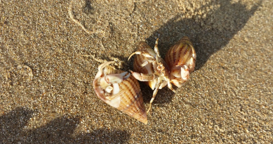 Best Places to See Wildlife in Morro Bay for Nature Lovers