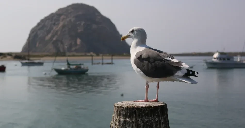 Best Places to See Wildlife in Morro Bay for Nature Lovers