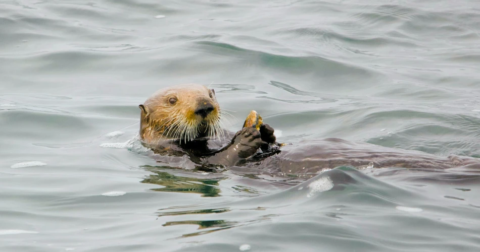 Best Places to See Wildlife in Morro Bay for Nature Lovers