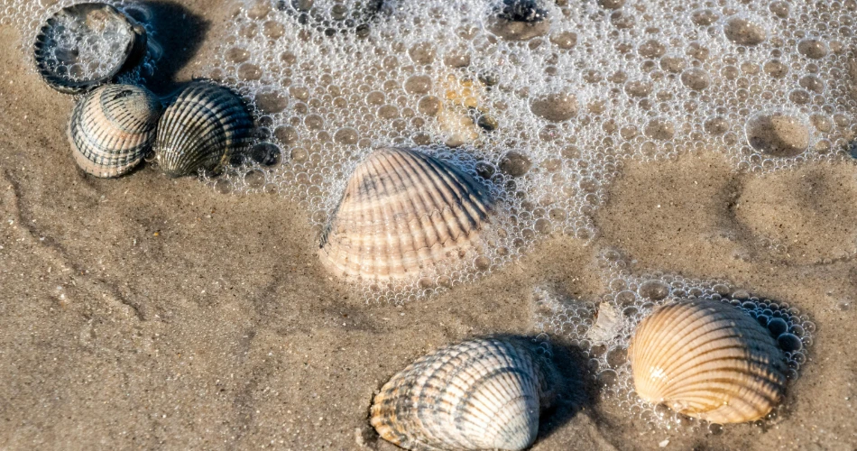 Best Beaches in Morro Bay: Quiet Shores, Scenic Views & Hidden Coastal Spots